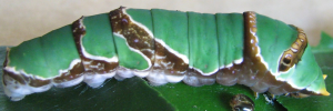 Papilio ambrax egipius - Final Larvae